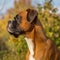 Profile portrait of a purebred Boxer dog in the nature. Boxer dog portrait in a sunny summer day. Outdoor Portrait of a beautiful