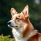 Profile portrait of a purebred Corgi dog in the nature. Corgi dog portrait in a sunny summer day. Outdoor Portrait of a beautiful