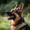 Profile portrait of a purebred german shepherd dog in the nature. German shepherd dog portrait in a sunny summer day. Outdoor