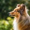 Profile portrait of a purebred Shetland Sheepdog dog in the nature. Shetland Sheepdog dog portrait in a sunny summer day. Outdoor