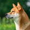 Profile portrait of a purebred Shiba Inu dog in the nature. Shiba Inu dog portrait in a sunny summer day. Outdoor portrait of a