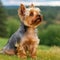 Profile portrait of a purebred Yorkshire Terrier dog sitting in a summer field. Yorkshire Terrier dog portrait in sunny summer day