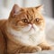 Profile portrait of a red Exotic Shorthair cat lying on a sofa at home. Closeup face of a beautiful Exotic Shorthair cat on a