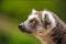 Profile portrait of Ring-tailed Lemur