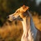 Profile portrait of a Russian Greyhound dog in the nature. Russian Greyhound dog portrait in a sunny summer day. Outdoor portrait