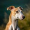 Profile portrait of a Russian Greyhound dog in the nature. Russian Greyhound dog portrait in a sunny summer day. Outdoor portrait