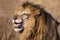 Profile Portrait of Scar II, Elewana or Sand River Male Lion Up Close in Selective Focus with Tall Grass