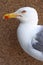 Profile portrait of seagull bird