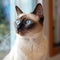 Profile portrait of a seal point Siamese cat sitting beside a window in a light room with blurred background. Closeup face of a
