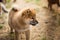 Profile Portrait of serious japanese shiba inu puppy standing outside on the ground