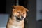 Profile portrait of serious Shiba Inu dog puppy on a dark background. Red Japanese cute puppy