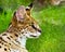 Profile portrait of serval