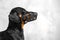 Profile portrait of short-haired dachshund in black muzzle, on grey background. Safety of your dog concept, indoors, copy space