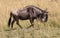 Profile portrait of solitary female wildebeest up close walking and grazing in the tall grass of the savannah of Africa