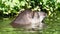 Profile portrait of south American tapir in the water