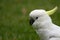 Profile portrait of a sulphur crested cockatoo.