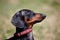 Profile portrait of sweet black and tan Duchshund dog on green background looking up, clever and attentive.