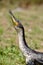 Profile portrait of White-breasted Cormorant