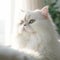 Profile portrait of a white Persian cat sitting beside a window in a light room with blurred background. Closeup face of a