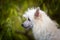 Profile portrait of white powderpuff chinese crested dog in autumn forest