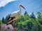 Profile portrait of a white stork perching in the greenery on a sunny day