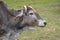 Profile portrait of a zebu