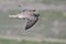 Profile of a Prairie Falcon In Flight