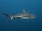 Profile Pregnant Gray Reef Shark with Remoras