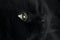 Profile of pretty black cat