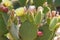Profile of prickly pear cactus with yellow flowers blooming
