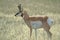 Profile of a Pronghorn Antelope Buck