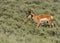 Profile of Pronghorn in Open Field