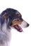 Profile of Purebred Australian Shepherd