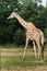 Profile of rare giraffe subspecies Rothschild\'s giraffe at green bushes background in Warsaw zoo