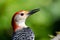 Profile of a Red Bellied Woodpecker