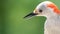 Profile of Red-Bellied Woodpecker Perched on a Branch