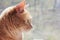 Profile of a red cat. Domestic cat looking out the window attentively