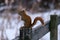 Profile of red squirrel on wooden fence in winter