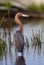 Profile of reddish egret facing in right profile