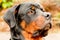 Profile Rottweiler Dog Portrait