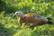 Profile Ruddy Shelduck, Tadorna ferruginea, walking