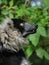 Profile of the ruffed lemur