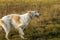 Profile of Running Russian Wolfhound Dog