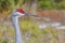 Profile Of A Sandhill Crane