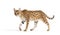 Profile of a Savannah F1 cat walking, cross between a serval and a domestic cat