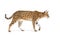 Profile of a Savannah F1 cat walking, cross between a serval and a domestic cat