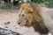 Profile of a scarred male lion