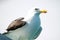 A profile of a sea gull against a blue sky