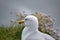 Profile of a Seagull