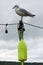 Profile of seagull perched on pole